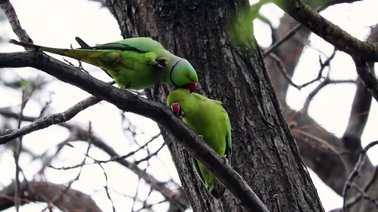 Korona Günlerinde Papağanların Aşkı Böyle Görüntülendi