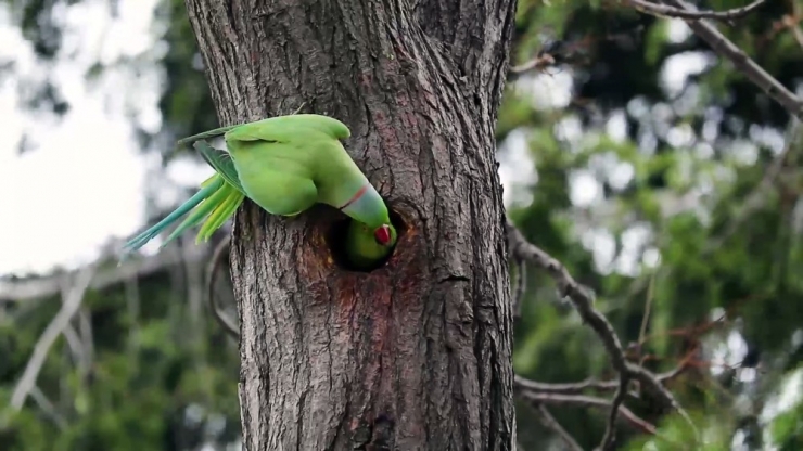 Korona Günlerinde Papağanların Aşkı Böyle Görüntülendi