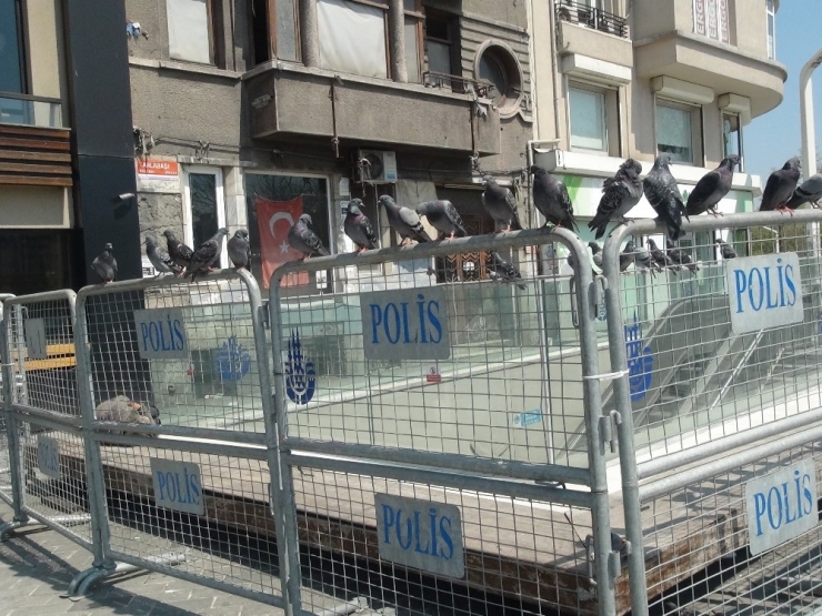 Belediye Görevlisi Taksim Meydanı’nda Aç Kalan Güvercinleri Unutmadı