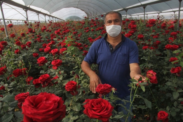 Gül Üreticisine Korona Darbesi