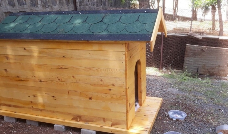 Anneleri Telef Edilen Köpeklere Kaymakam Sahip Çıktı