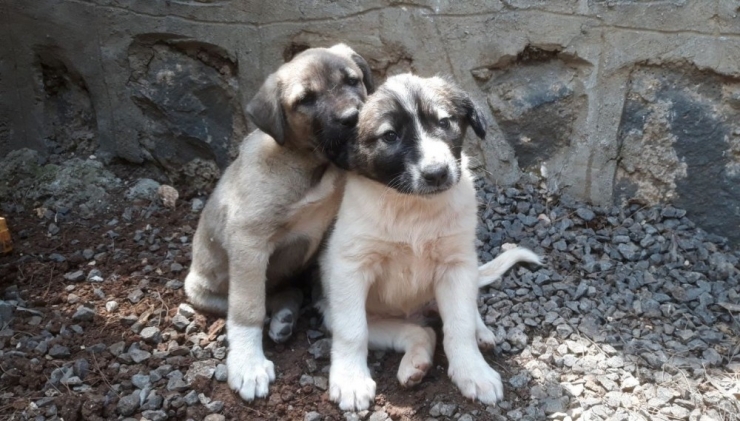 Anneleri Telef Edilen Köpeklere Kaymakam Sahip Çıktı