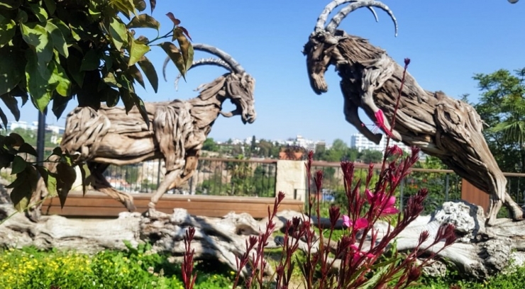 Kaleiçi Sokakları Çiçeklerle Süsledi