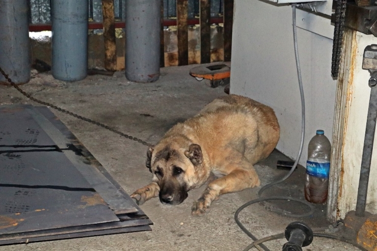 İnsafa Gelen Hırsızlar Çaldıkları Köpek Ve Güvercinleri 10 Gün Sonra Sahibine Geri Gönderdi