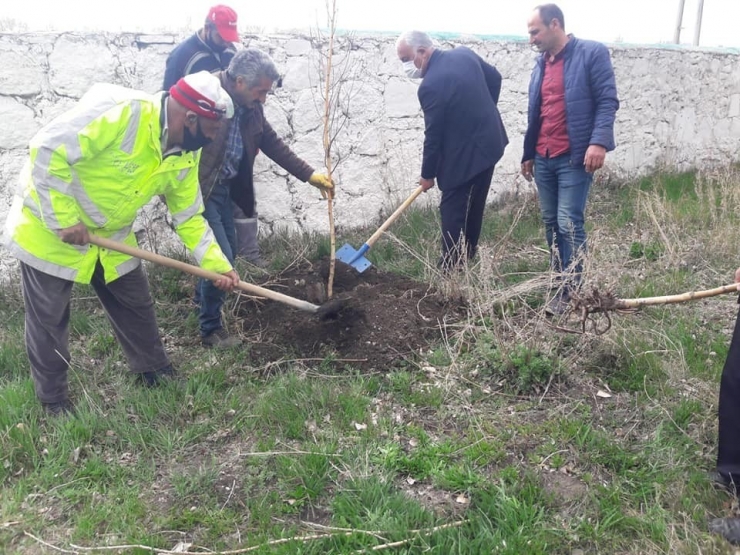 Arpaçay Belediyesi Mezarlıkları Ağaçlandırıyor