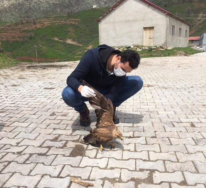 Küçük Balaban Kuşu Ve 1 Kızıl Şahin Tedavi Altına Alındı