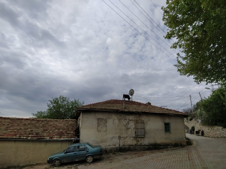 Ahırdan Kaçan Buzağı Çatıya Çıktı