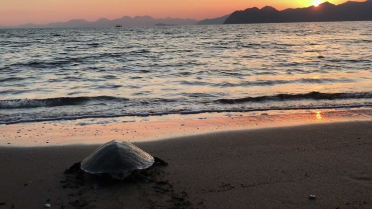 Tedavisi Tamamlanan Caretta Denize Bırakıldı