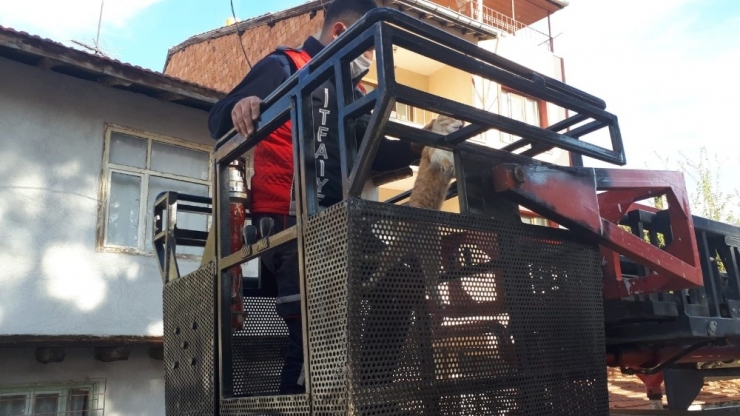 Ağaçta Mahsur Kalan Kediyi İtfaiye Kurtardı