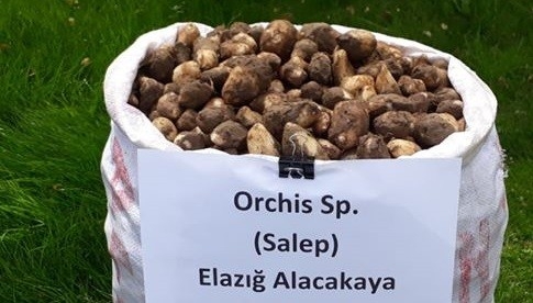 Kaçak Salep Soğanı Toplayan 6 Kişiye 461 Bin Tl Ceza Kesildi