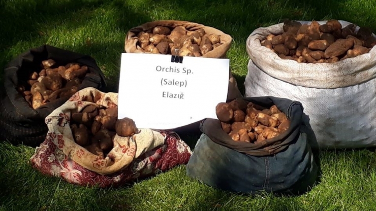 Kaçak Salep Soğanı Toplayan 6 Kişiye 461 Bin Tl Ceza Kesildi