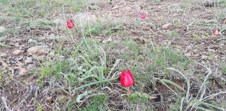 Kırmızı Laleler Görsel Şölen Oluşturdu