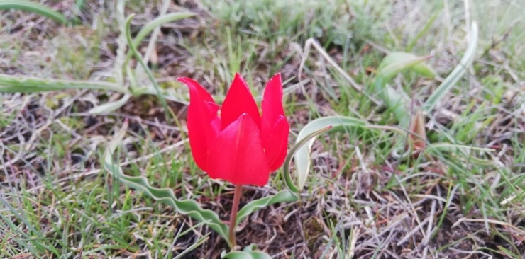 Kırmızı Laleler Görsel Şölen Oluşturdu