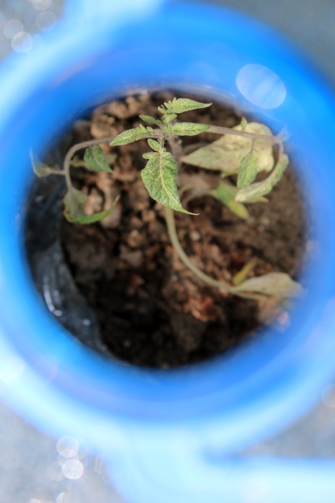 Fideleri Zarar Görmesin Diye Pet Şişelerle Koruyor