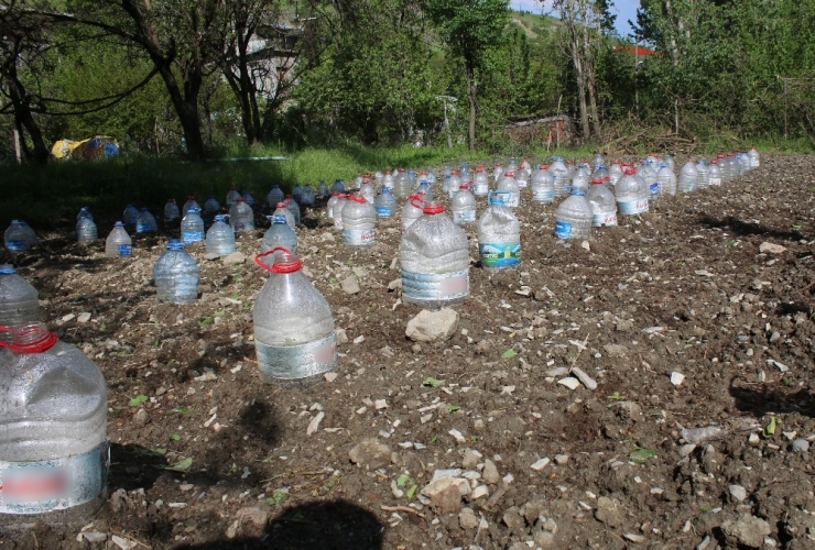 Fideleri Zarar Görmesin Diye Pet Şişelerle Koruyor