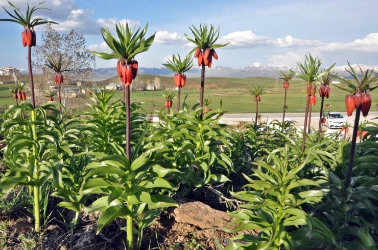 Yüksekova’da Ters Lale Güzelliği