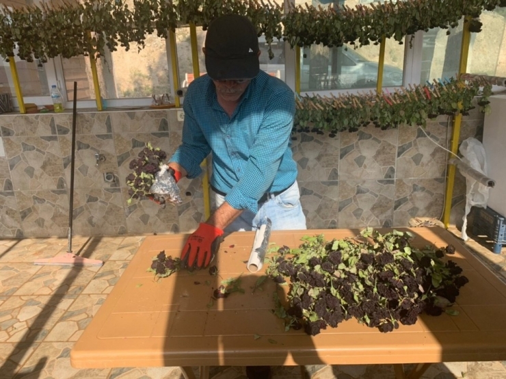 Halfeti’nin Simgesi Karagül Açtı