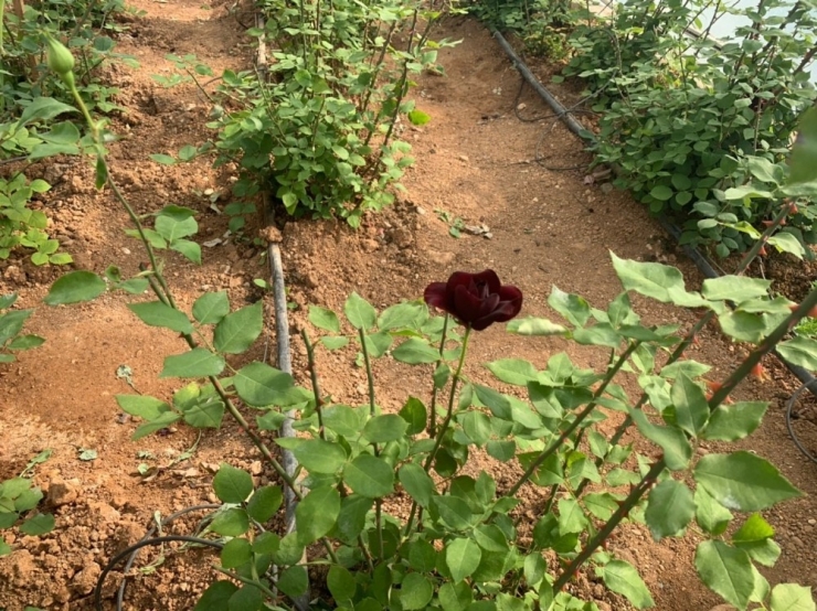 Halfeti’nin Simgesi Karagül Açtı