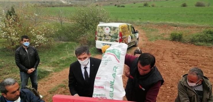 Hekimhan’a Yerli Kırmızı Mercimek Ekimi Yapıldı