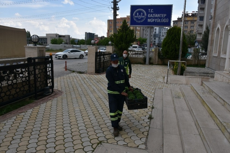 Şahinbey’de Vatandaşlara Reyhan Çiçeği Dağtıldı