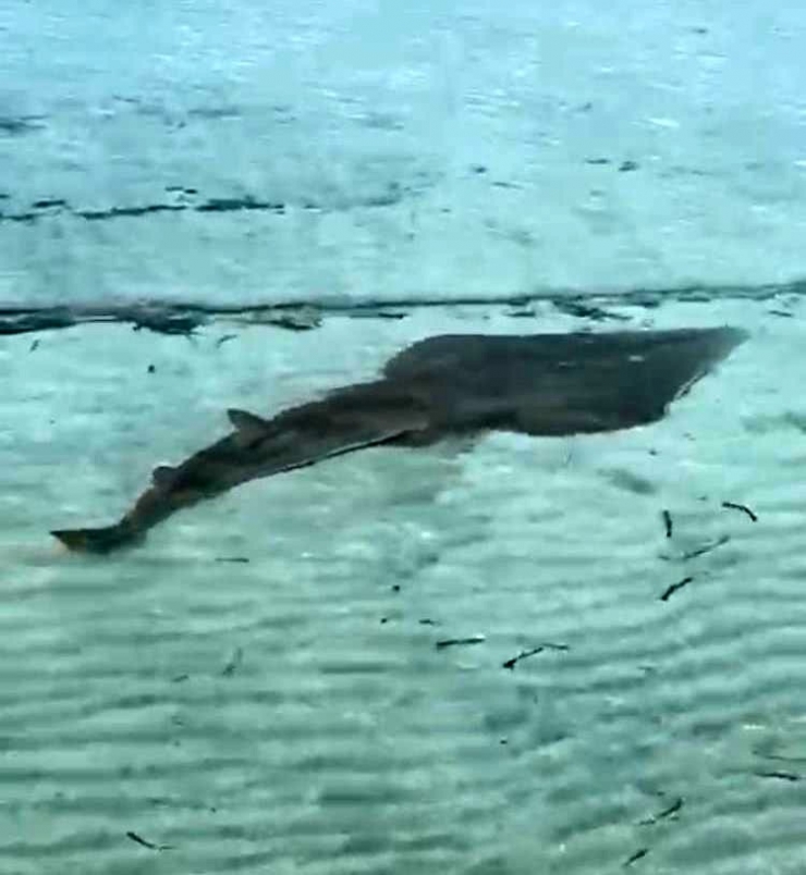 2 Metreye Yakın Kemane Balığı Çeşme’de Görüntülendi