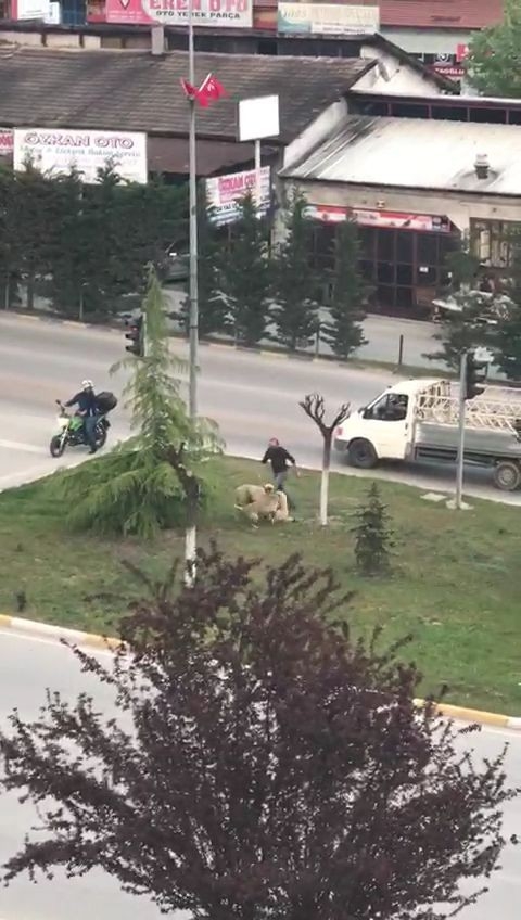 Kavga Eden Köpekleri Ayırmak İçin Seferber Oldular