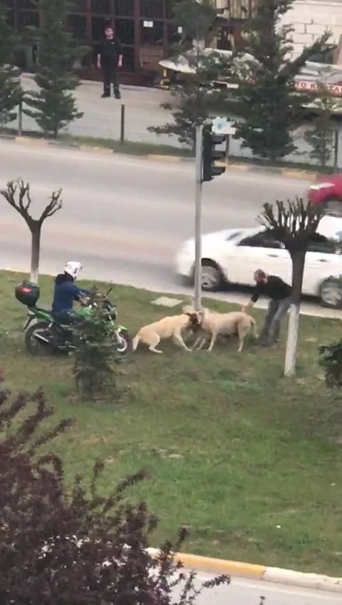 Kavga Eden Köpekleri Ayırmak İçin Seferber Oldular