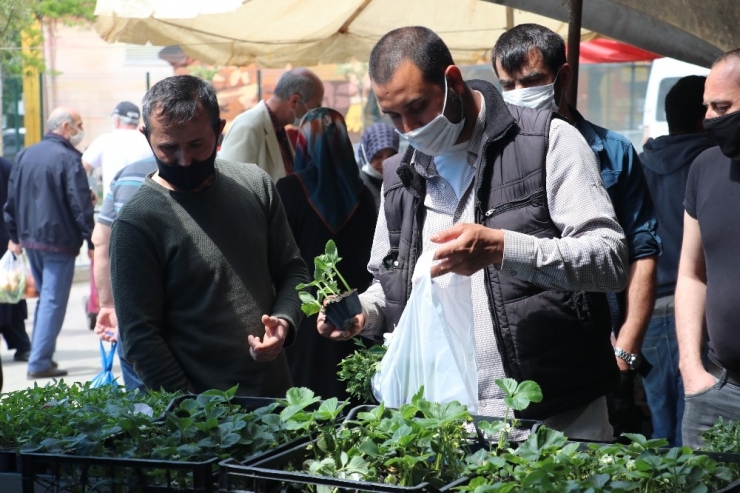 Korona Virüs Nedeniyle Evde Kalanlar Fide Satışlarını İkiye Katladı