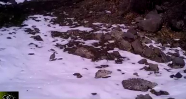 Malatya’da Fotokapan Ayı Yakaladı