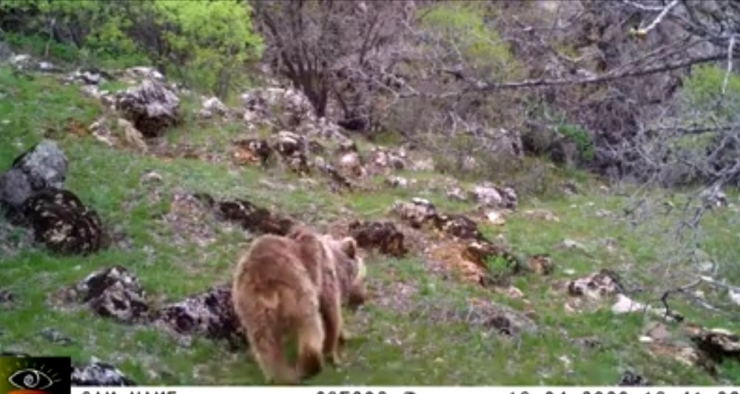 Malatya’da Fotokapan Ayı Yakaladı