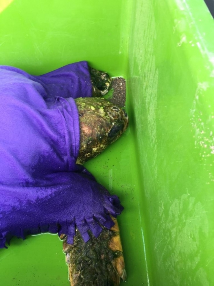 Halatlara Takılan Carreta Caretta İçin Seferber Oldular