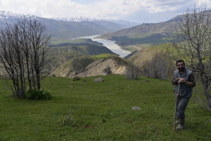 Ayılar Bir Hafta Arayla 2 Büyükbaş Hayvanı Telef Etti