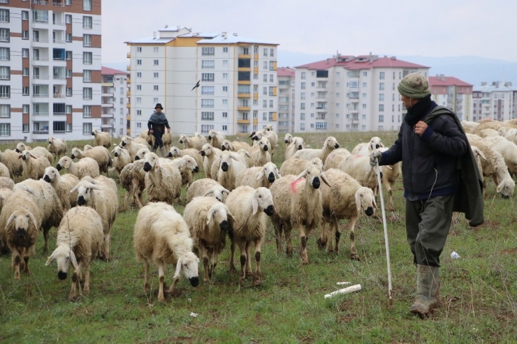 Çobanlar 1 Mayıs’ta Da Çalışmaya Devam Etti