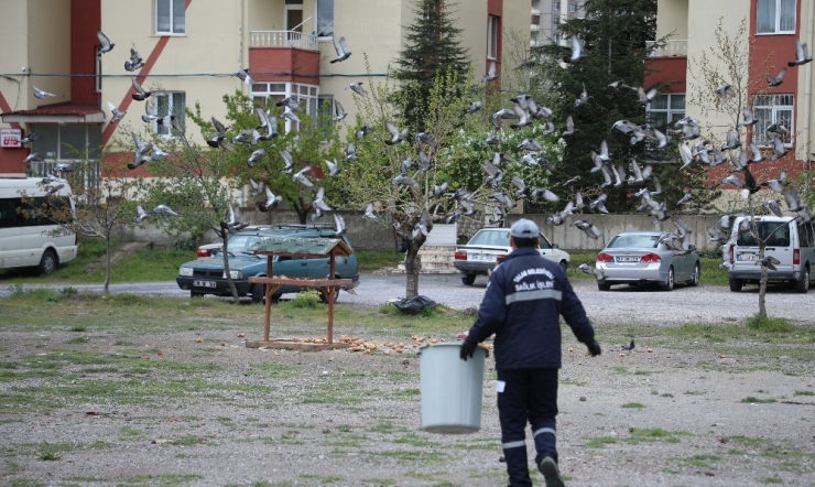 Sokak Hayvanlarını Özel Ekip Besliyor