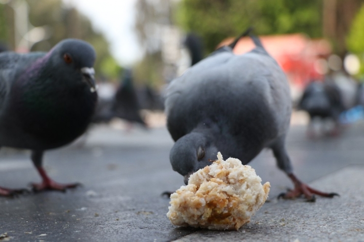 Kuşların Yem Mücadelesi