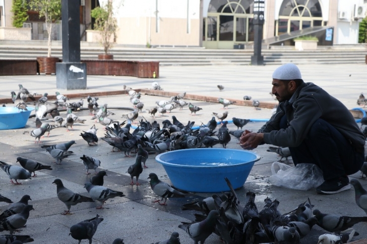Kuşların Yem Mücadelesi