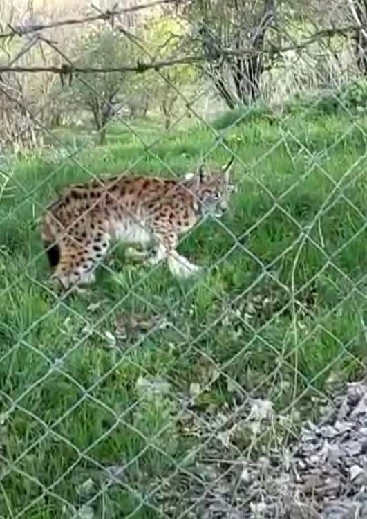 Tunceli’de Bir Vaşak, Kediyi Yakalayıp Götürdü O Anlar Görüntülendi