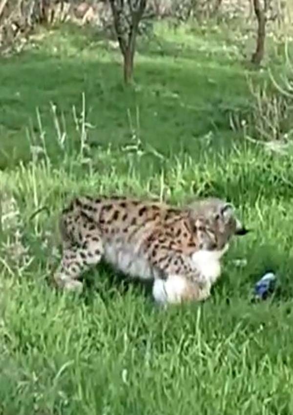 Tunceli’de Bir Vaşak, Kediyi Yakalayıp Götürdü O Anlar Görüntülendi