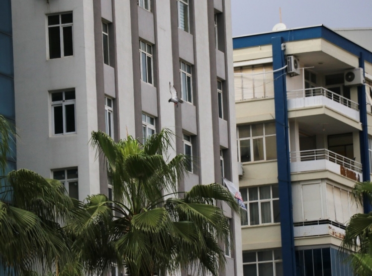 Kanadı Takılan Güvercin, İtfaiye Tarafından Kurtarıldı