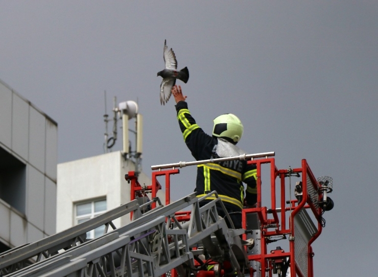 Kanadı Takılan Güvercin, İtfaiye Tarafından Kurtarıldı