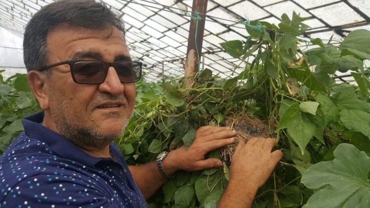 Kara Tavuk Yavruları Domates Seralarına Yuva Yaptı