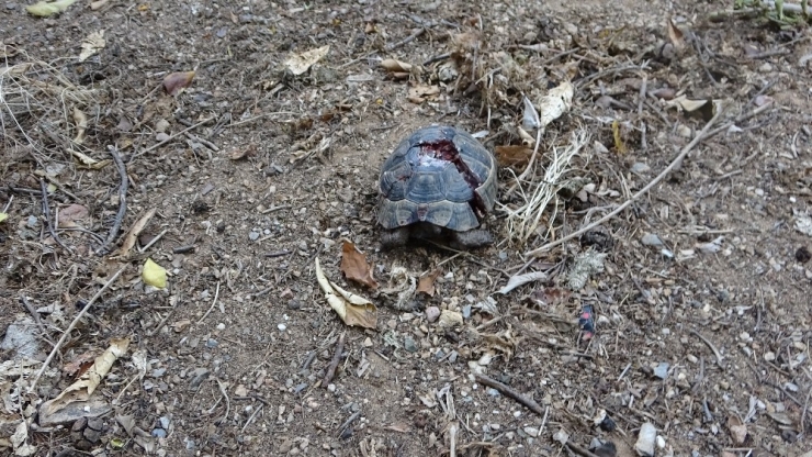 Antalya’da Kaplumbağa Katliamı