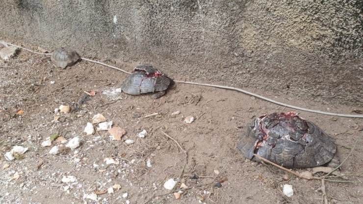 Antalya’da Kaplumbağa Katliamı