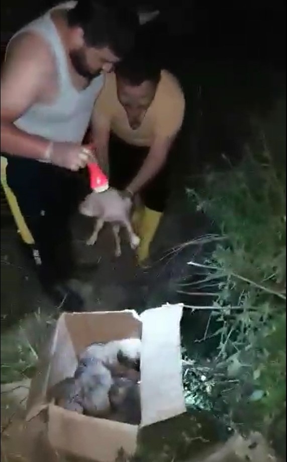 Antalya’da Kuyuya Düşen 5 Yavru Köpek Kurtarıldı
