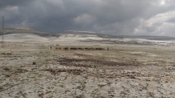 Ardahan’da Dolu Ekili Alanlara Zarar Verdi