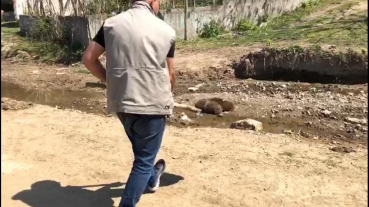 Anne Kirpi Ve Yavruları Çöpte Ölüme Terk Edildi