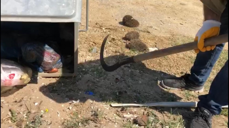 Anne Kirpi Ve Yavruları Çöpte Ölüme Terk Edildi