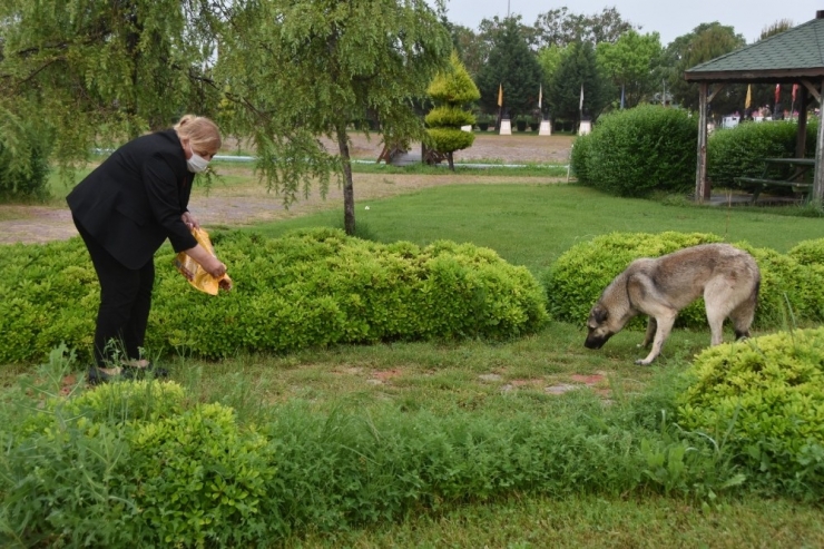 Başkan Erdem, Yağmur Altında Sokak Hayvanlarını Besledi