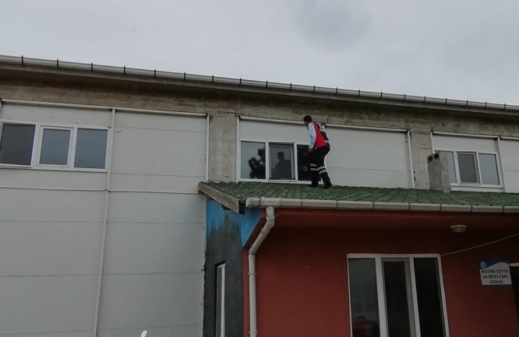 Camdaki Sinekliğe Sıkışan Kırlangıç Kurtarıldı