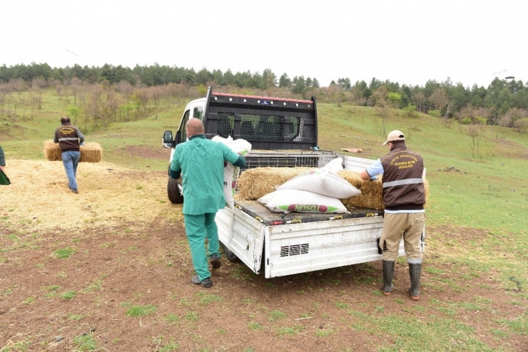 Başkan Aşgın, Sokak Ve Yaban Hayvanları İçin Kendi Elleriyle Yem Hazırladı